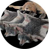 Animal Rugs Collection