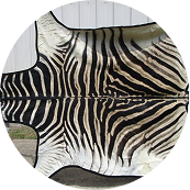 Animal Rugs Quotation