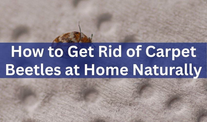 How to Get Rid of Carpet Beetles